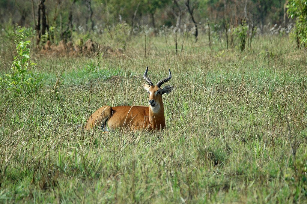 DSC_0026.JPG - Uganda Kob (Kobus kob thomasi), Uganda 2005
